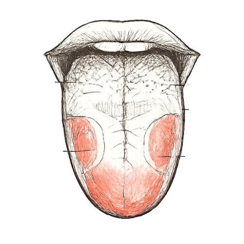 Tongue diagnosis in Traditional Chinese Medicine — the metabolism map